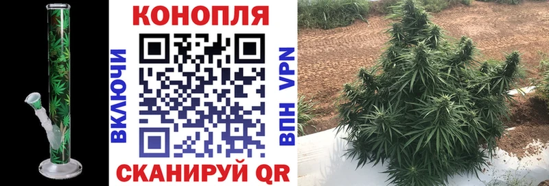Конопля семена  Новокубанск 